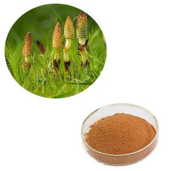 Rapid Delivery for Chlorophylls -
 Horsetail Extract – Puyer