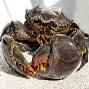 Live mud crab Medicine