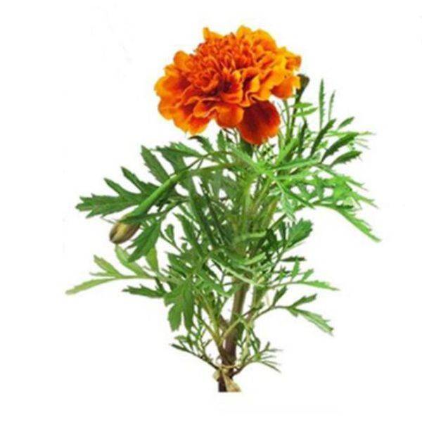 Big discounting Co Q10 Softgel -
 Lutein (Marigold) extract 5% – Puyer