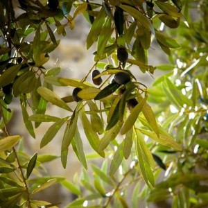 Oilve Leaf сіріндісі