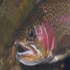Rainbow Trout (Adult) Feed