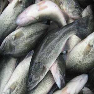 Sea Bass Feed