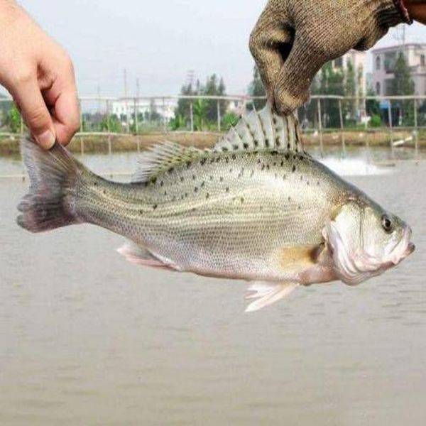 OEM China Propionic Acid -
 Sea Bass Medicine – Puyer