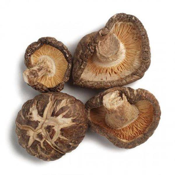 New Delivery for Ferric Sulfate -
 Shiitsake mushroom – Puyer