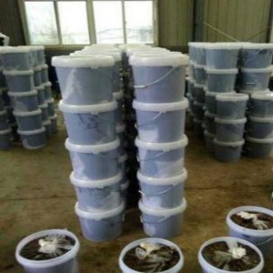 Shrimp organic fertilizer is a good helper for shrimp farming.