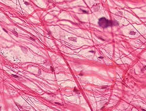 Tripeptide-10 citrulline as a substitute of decorin can optimize the tissue of collagen fibers