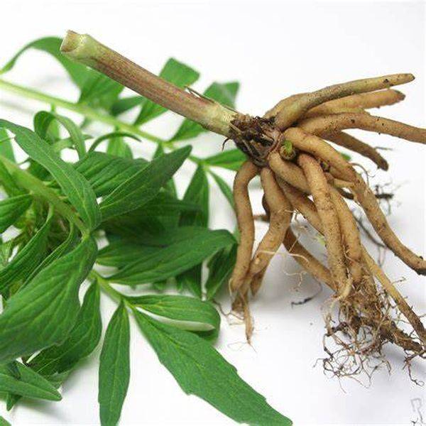 Good Quality Vegan Bcaa -
 Valerian Root Extract – Puyer