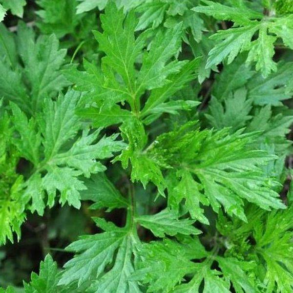 Factory wholesale Pigment Yellow -
 Wormwood Leaf P.E. – Puyer