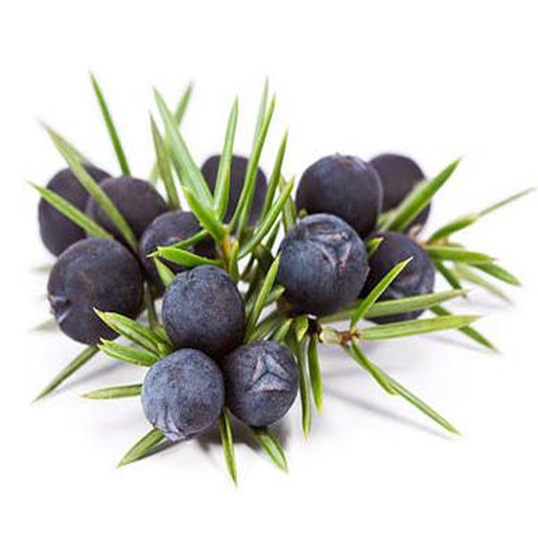 Special Design for Cinnamaldehyde -
 Juniper berries – Puyer