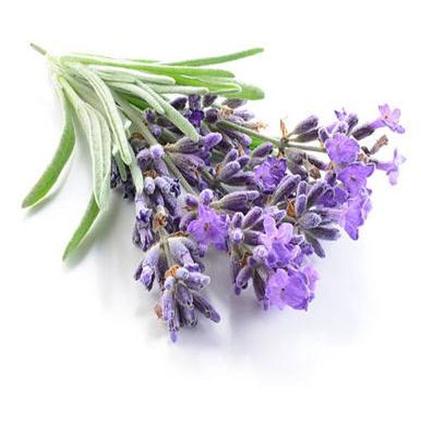 Factory Price For Rangoon Creeper Fruit Powder -
 Lavender – Puyer
