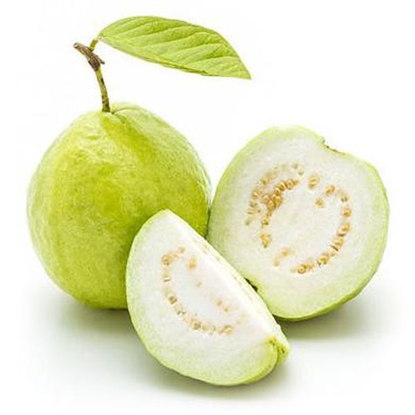 Low price for Galactosidase -
 Guava – Puyer