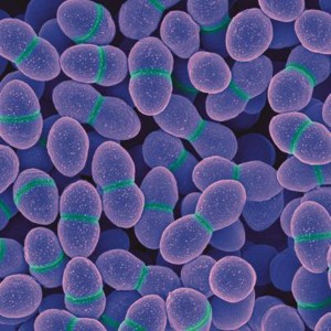 Enterococcus faecalis 100 billion CFU/g