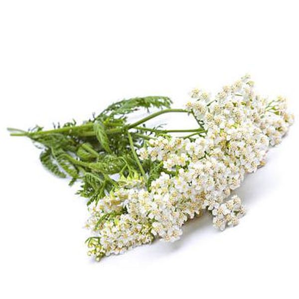 Newly Arrival Copper Sulfate -
 Yarrow – Puyer