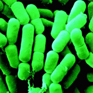 Lactobacillus fermentum 100 billion CFU/g