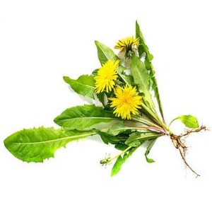 Discount wholesale Feather Meal -
 Mongolian dandelion  – Puyer