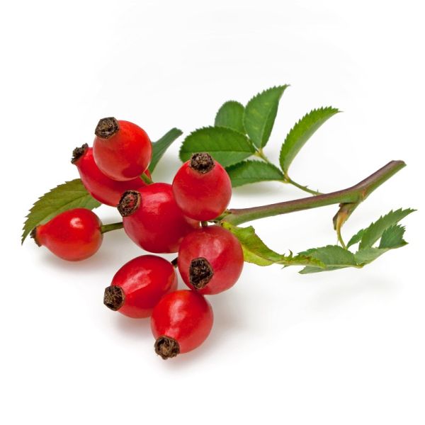 OEM Factory for Py-Zym Barley -
 Rose Hips – Puyer