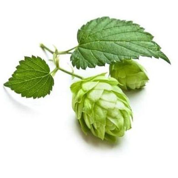 Hot New Products Chlorella Alage -
 Hops Buds – Puyer