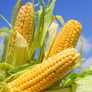 Injabulo-ZYM Corn