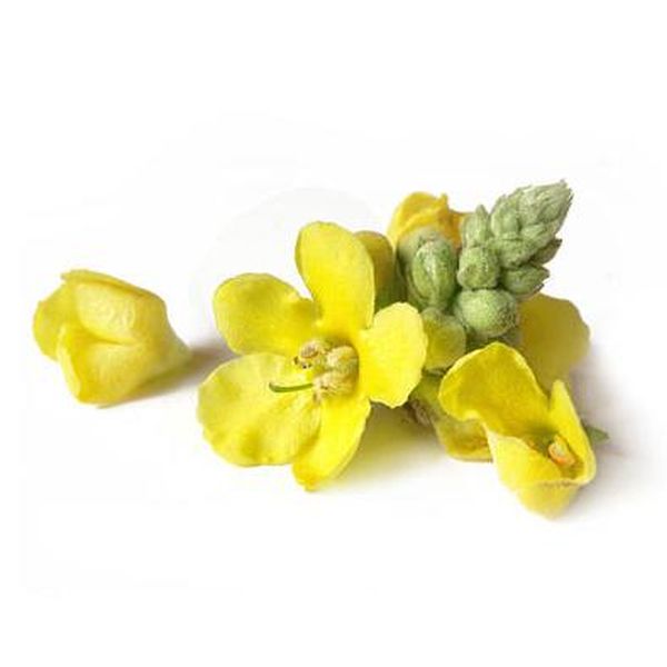 China Factory for Corn Silk P.E. -
 Mullein leaf – Puyer