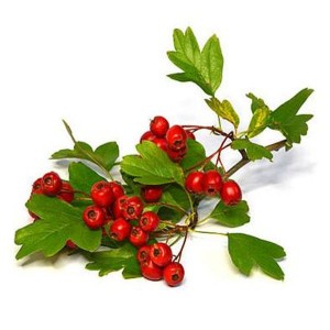 China Manufacturer for Β -Glicanase -
 Hawthorn berries – Puyer