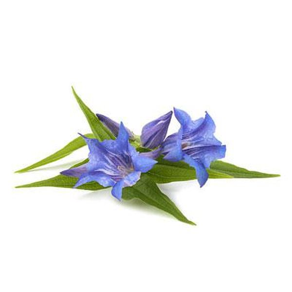 Factory supplied Sodium Cirtrate -
 Gentian – Puyer