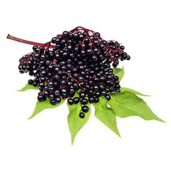 Factory directly Cobalt Sulphate -
 Elder berries – Puyer