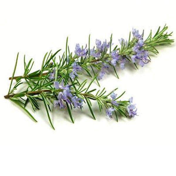 factory low price Tiamulin 98% -
 Rosemary – Puyer