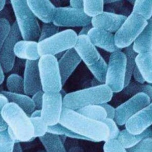 Bifidobacterium longum 100 billion CFU/g