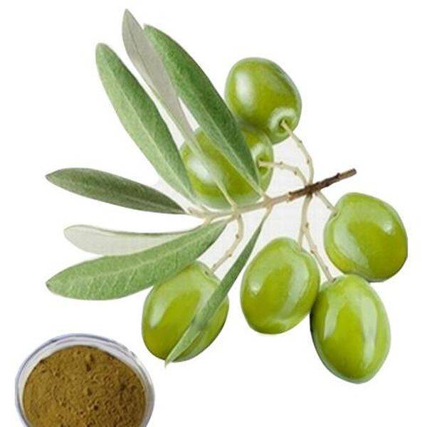 High-quality broad-spectrum antibacterial product — olive leaf extract