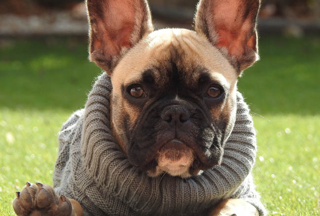 Изготовленные на заказ свитера для домашних животных