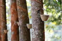 Sustainability: Southeast Asia’s rubber sector rooting for sustainability