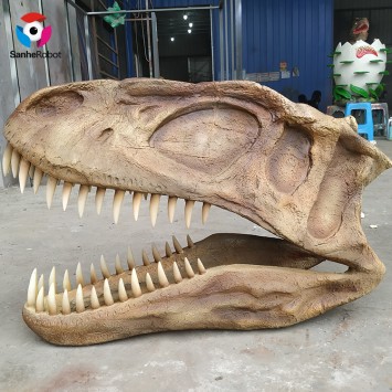 Museum varies materials available Real size dinosaur head fossil