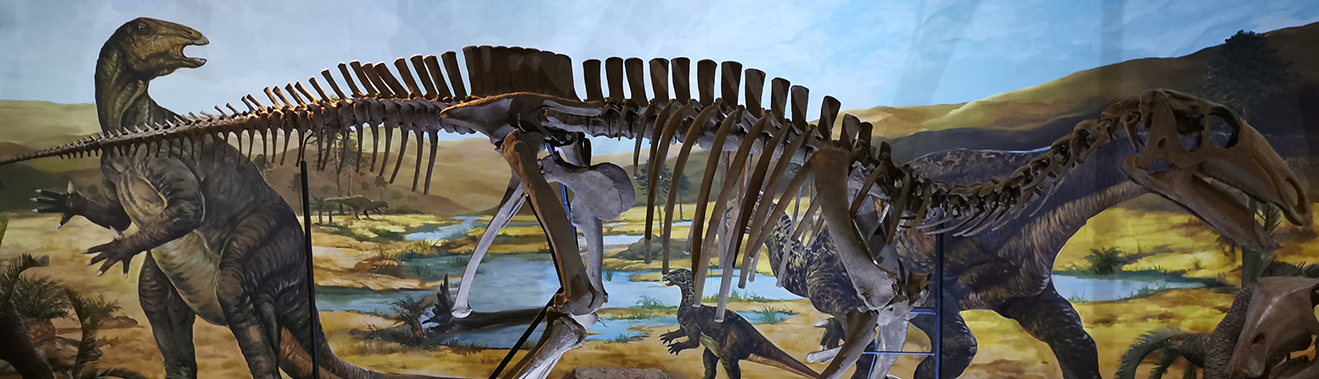 Exposition de fossiles de dinosaures géants