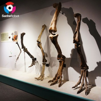 Life size Museum skeleton dinosaur for sale