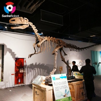Competitive Price for China Replica Dinosaur Fossils Museum Dinosaur Skeleton Mammuthus Fossil