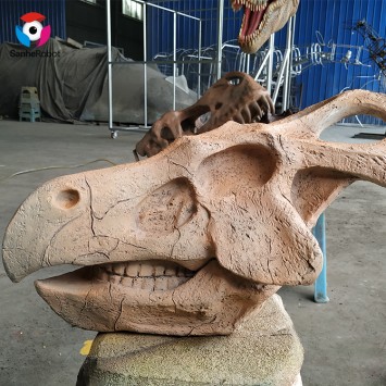 Museum varies materials available Real size dinosaur head fossil