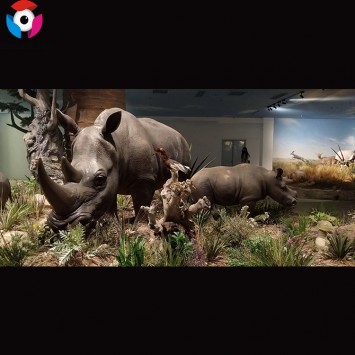 Lifelike Full Size Realistic Static Animal Live Animals Model Display For Museum