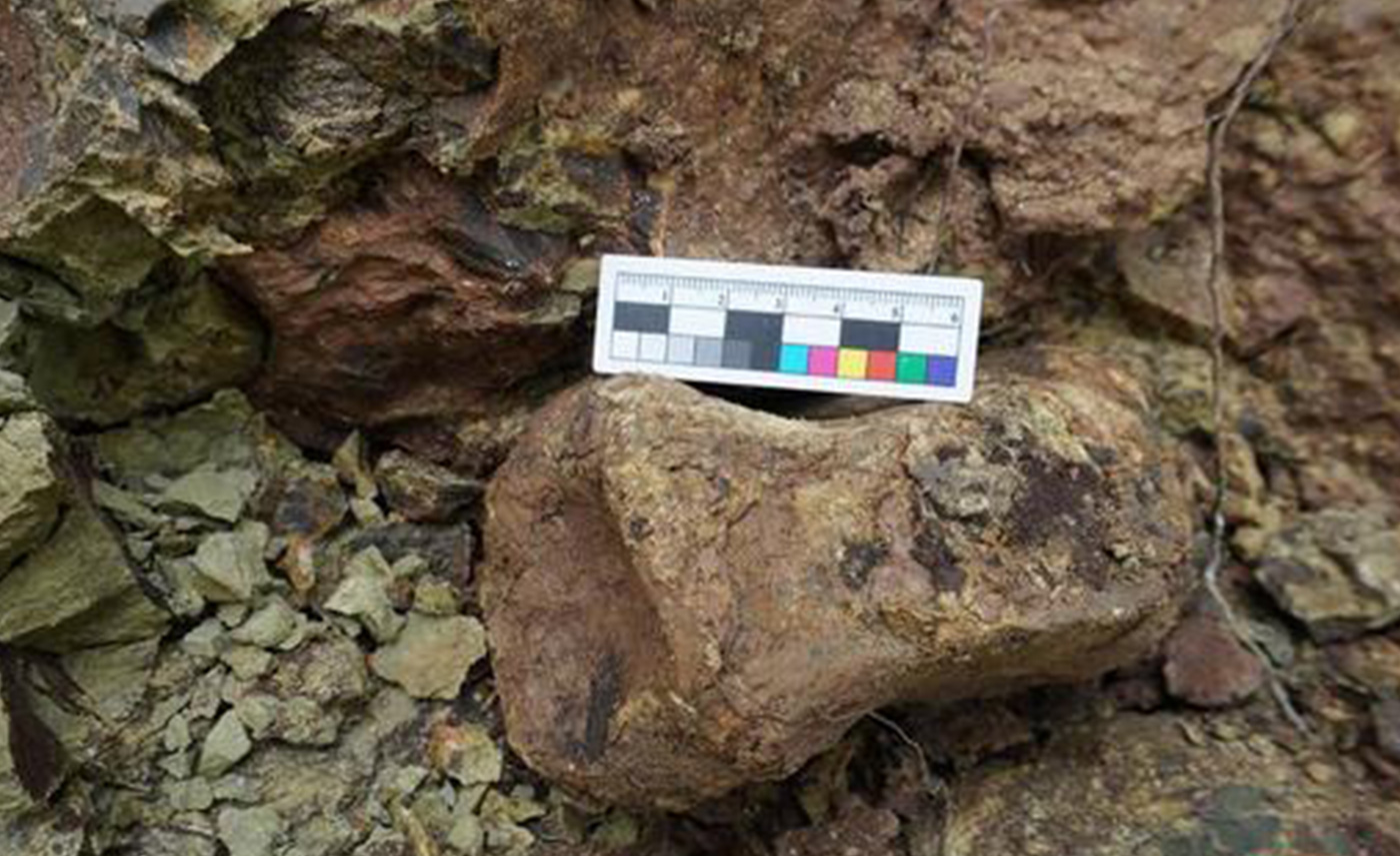 Fourteen dinosaur fossils have been found again in Zigong, Sichuan province