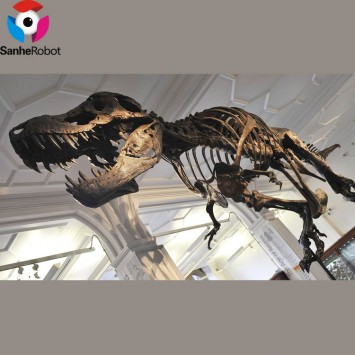 Fiberglass Trex skeleton fossil dinosaur bone fossil for museum display