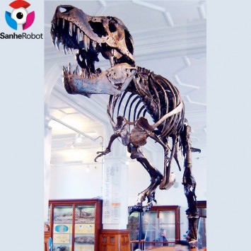 Fiberglass Trex skeleton fossil dinosaur bone fossil for museum display
