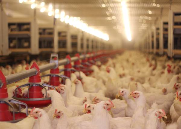 Mesures de prévention de la grippe aviaire