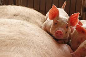 أدى تفشي COVID-19 في المسلخ إلى أكبر جهد لإعدام الخنازير