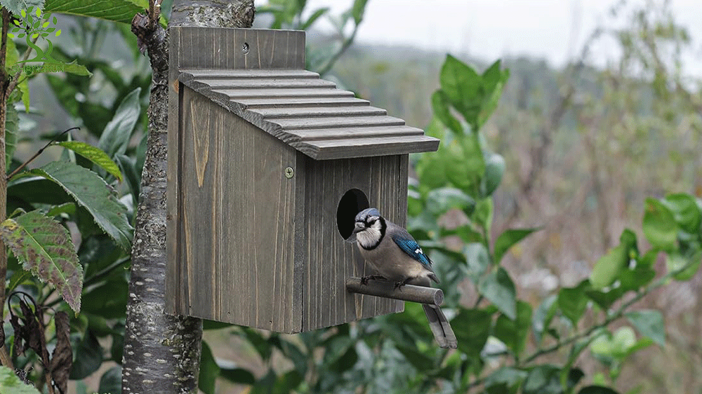 Give Outdoor Birds A Safe Home