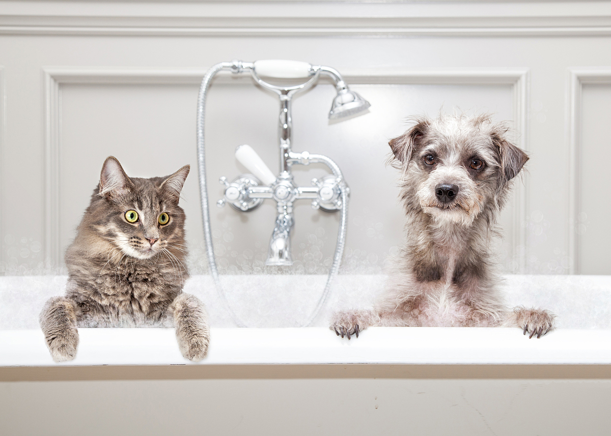 The Philosophy Of Pet Cleaning & Care