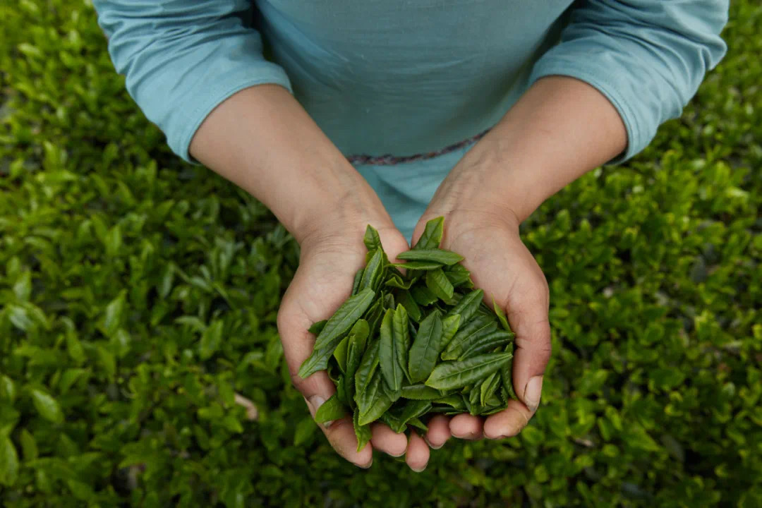Zeleni čaj Liu An Gua Pian