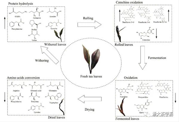 काली चाय की गुणवत्ता रसायन विज्ञान और स्वास्थ्य कार्य में प्रगति