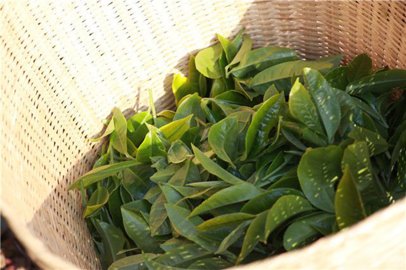 युन्नान काली चाय उत्पादन प्रक्रिया का परिचय