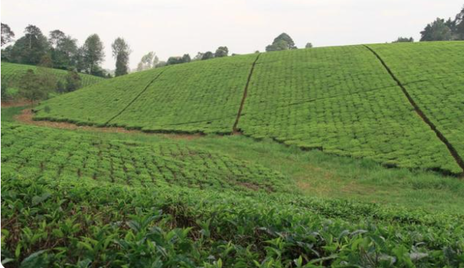 La tria plej granda teoproduktanta lando en la mondo, kiom unika estas la gusto de kenja nigra teo?