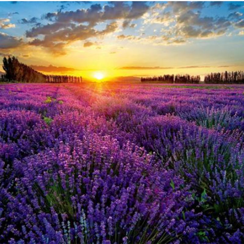 The world’s three largest lavender producing areas: Ili, China