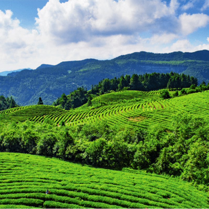 Application of new low-power wide-area IoT technology in smart tea gardens